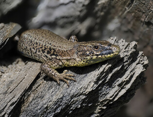 Mauereidechse (Podarcis muralis)