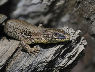 Mauereidechse (Podarcis muralis)