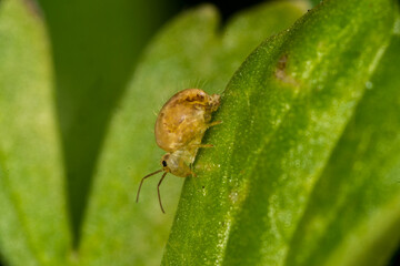 The lucerne flea Sminthurus viridis is a primitive, wingless insect. It is not related to the fleas...