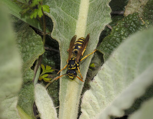 Gallische Feldwespe (Polistes dominula)