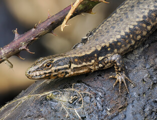 Mauereidechse (Podarcis muralis)