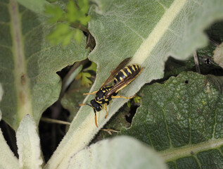 Gallische Feldwespe (Polistes dominula)