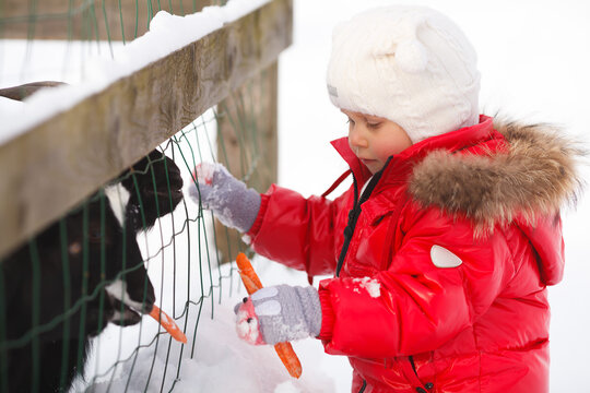 A little girl is feeding black goats in the contact zoo in winter. Red and black kid's outfit. Horizontal image.
