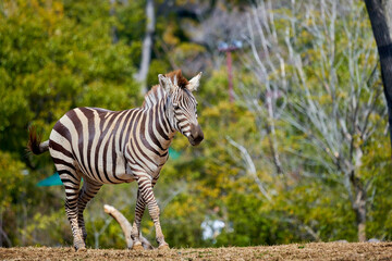 シマウマのいる風景