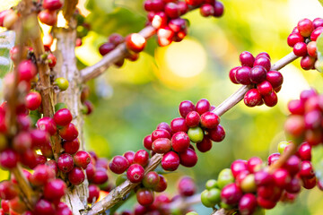 Coffee plantation, Coffee beans on tree. Fresh red and green coffee beans on trees Coffee beans...