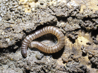 Gepunktete Schnurfüßer (Cylindroiulus punctatus)