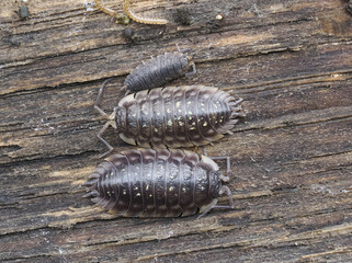 Mauerassel (Oniscus asellus)