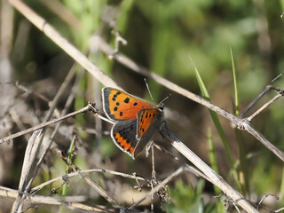 Kleiner Feuerfalter (Lycaena phlaeas)