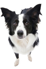 Border collie dog, top view, isolated on transparent background