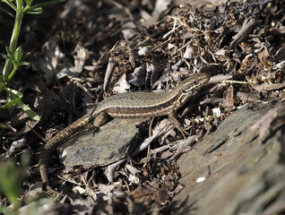 Mauereidechse (Podarcis muralis)