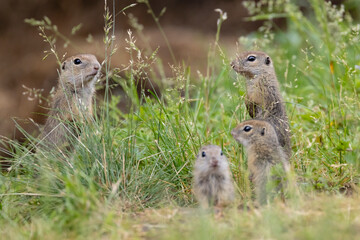 Ground squirrel colony (Syslovisko Biele vody), National park Muranska Planina, Slovakia