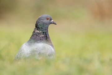 pigeon on the grass