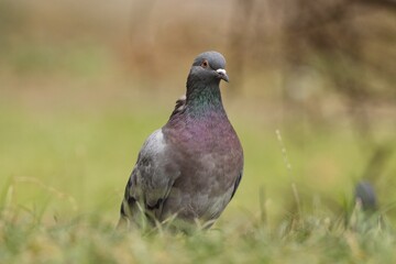 pigeon on the grass
