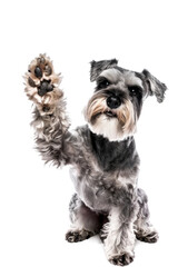 Miniature schnauzer dog giving high five isolated on transparent background