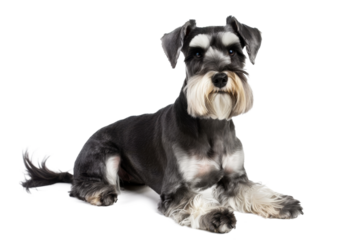 Miniature schnauzer dog laying down isolated on transparent background
