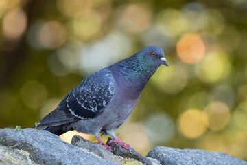 pigeon on a rock