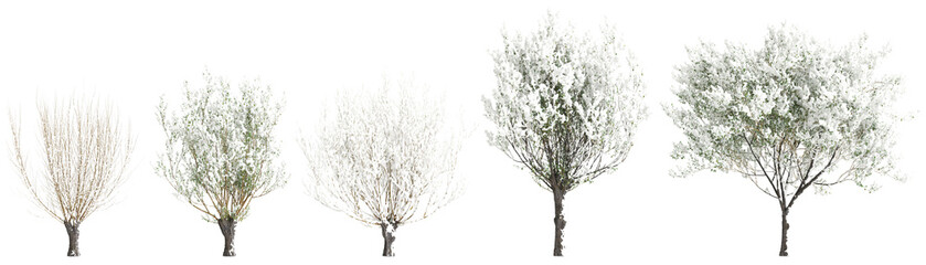 3d illustration of set Salix caprea snow covered tree isolated on transparent background - obrazy, fototapety, plakaty