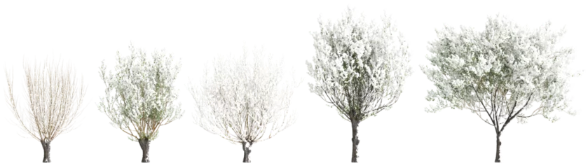 Foto op Plexiglas 3d illustration of set Salix caprea snow covered tree isolated on transparent background © TrngPhp
