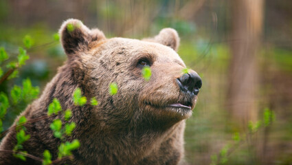 Brown bear in the forest, wildlife in the woodland, portrait of a grizzly, encounter with predator,...
