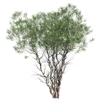 3d illustration of Melaleuca lanceolata tree isolated on transparent background