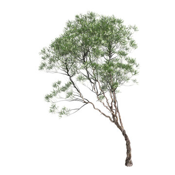 3d illustration of Melaleuca lanceolata tree isolated on transparent background