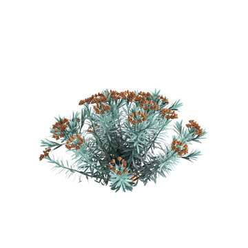 3d illustration of Euphorbia Blue Haze bush isolated on transparent background