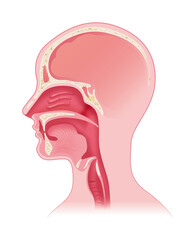 嚥下時の上気道