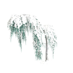 3d illustration of Cedrus atlantica Glauca Pendula snow covered tree isolated on transparent background