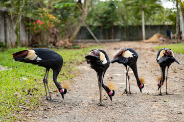 A flock of grey crowned cranes grazes on the road, Balearica regulorum