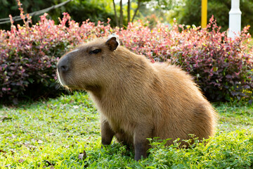 Capybara resting in the sun, Hydrochoerus hydrochaeris