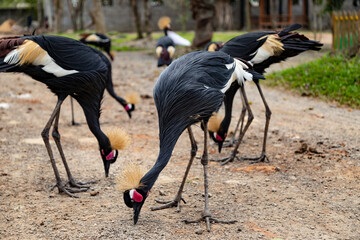 A flock of grey crowned cranes grazes on the road, Balearica regulorum