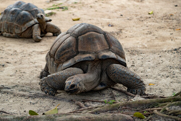 A large turtle eats leaves on the ground, Aldabrachelys gigantea