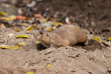 Yellow ground squirrel on the ground looking for food, Spermophilus fulvus