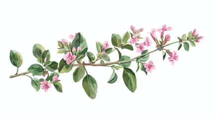 Watercolor oregano plant botanical illustration. Hand - obrazy, fototapety, plakaty