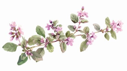 Watercolor oregano plant botanical illustration. Hand