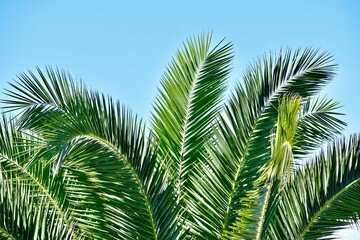 Date palm tree green leaves against blue sky