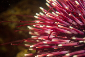 close up of Underwater Mediterranean purple sea urchin - Sphaerechinus granularis. riccio canuto (sphaerechinus granularis). Alghero. Sardinia, Italy.