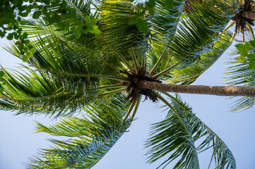 Fototapeta premium Palm trees in a dense green forest.