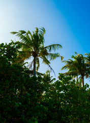 Palm trees in a dense green forest.