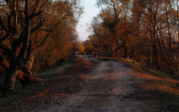 beautiful autumn road. Autumn yellow trees