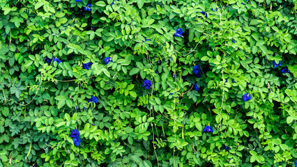 Butterfly pea flowers with leaf in the garden background. Butterfly pea flower or Clitoria ternatea L. growing at fence