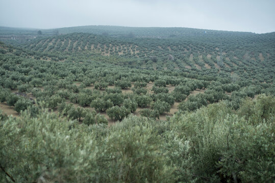 Olive trees on a cloudy and foggy morning in Jaen, Spain. Extension intended for planting to obtain olive oil.