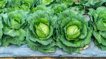 Closeup green cabbage cultivation at the garden background. Close up head of green cabbage outdoor...