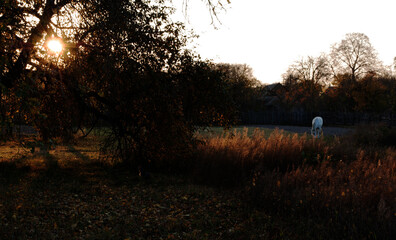beautiful autumn sunset in the forest. Autumn forest landscape