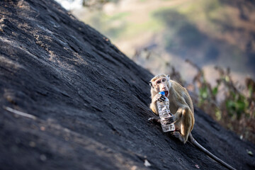 Wild monkey on rock trying to open plastic drinking bottle. Topics of plastic waste and nature pollution..