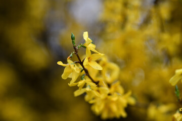 Postkartenmotiv Forsythien Strauch im Garten. Frühlingblüher Büsche und gelben Blüten in schönen Farben vor unscharfem Hintergrund mit Textfreiraum