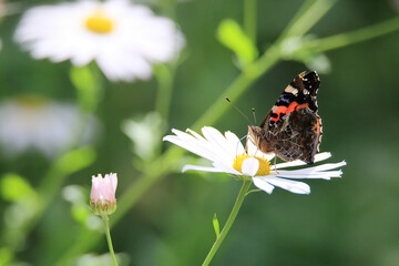 a butterfly sitting on a petal. 멋쟁이나비.