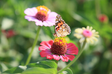 a butterfly sitting on a petal. 멋쟁이나비.