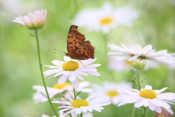 a butterfly sitting on a petal