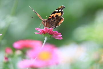a butterfly sitting on a petal. 멋쟁이나비.